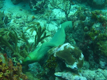 Diving in Tobago